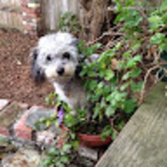 Meet your Posher, Lisa - Picture 1 of 1